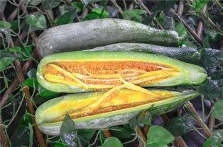 小网红吃瓜,揭秘娱乐圈幕后真相 第2张 小网红吃瓜,揭秘娱乐圈幕后真相 第2张